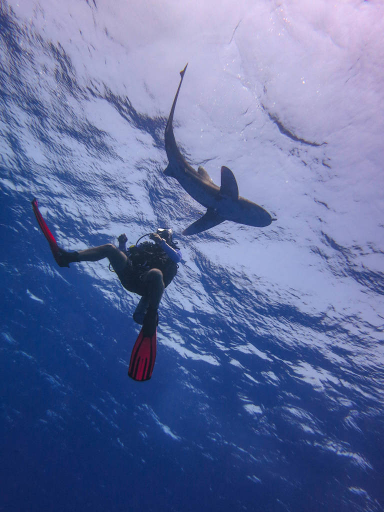 Aware Shark Conservation