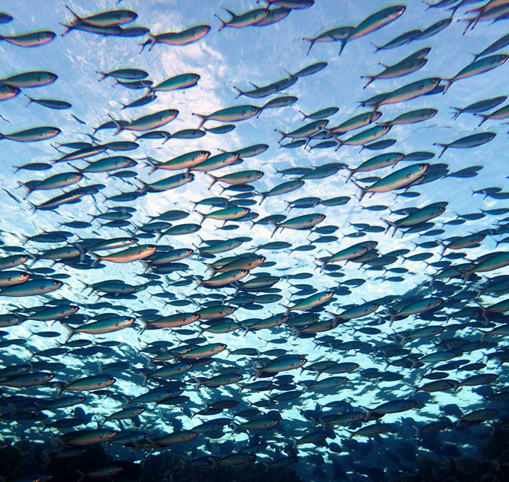 Fish Identification PADI Specialty