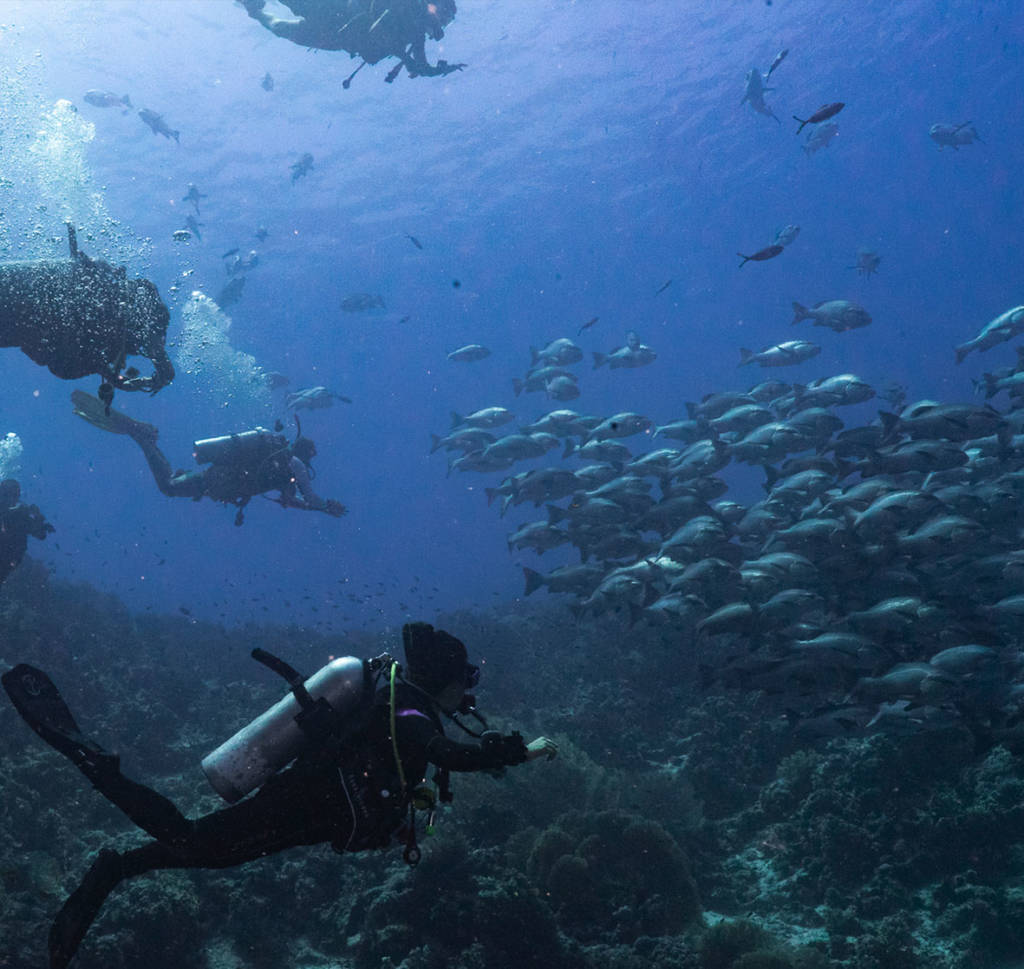 Under Water Naturalist